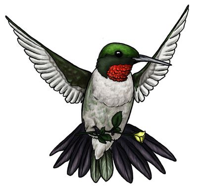 Hummingbird clipart images on 2
