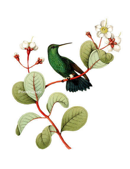 Hummingbird clipart print vintage art printable