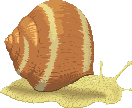 Snail free to use clipart