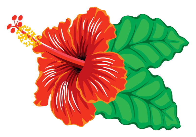 Clipart hibiscus