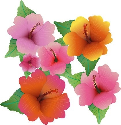 Hawaiian hibiscus flower clip art free vector download