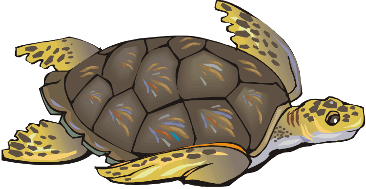 Sea turtle clip art free 3 clipartix 2