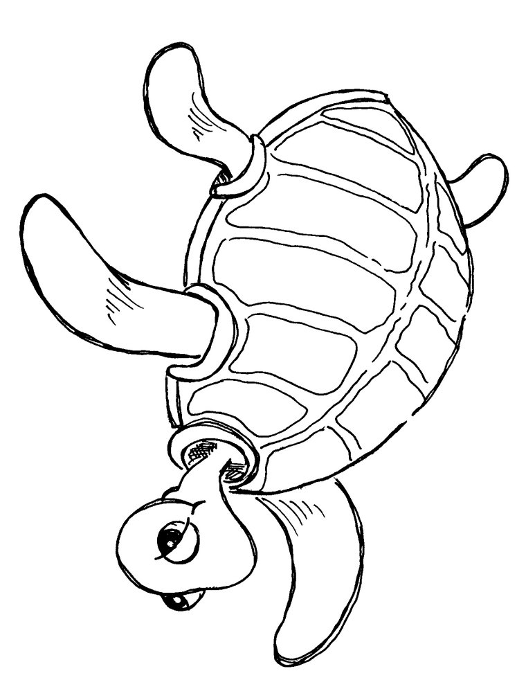 Sea turtle clip art wikiclipart