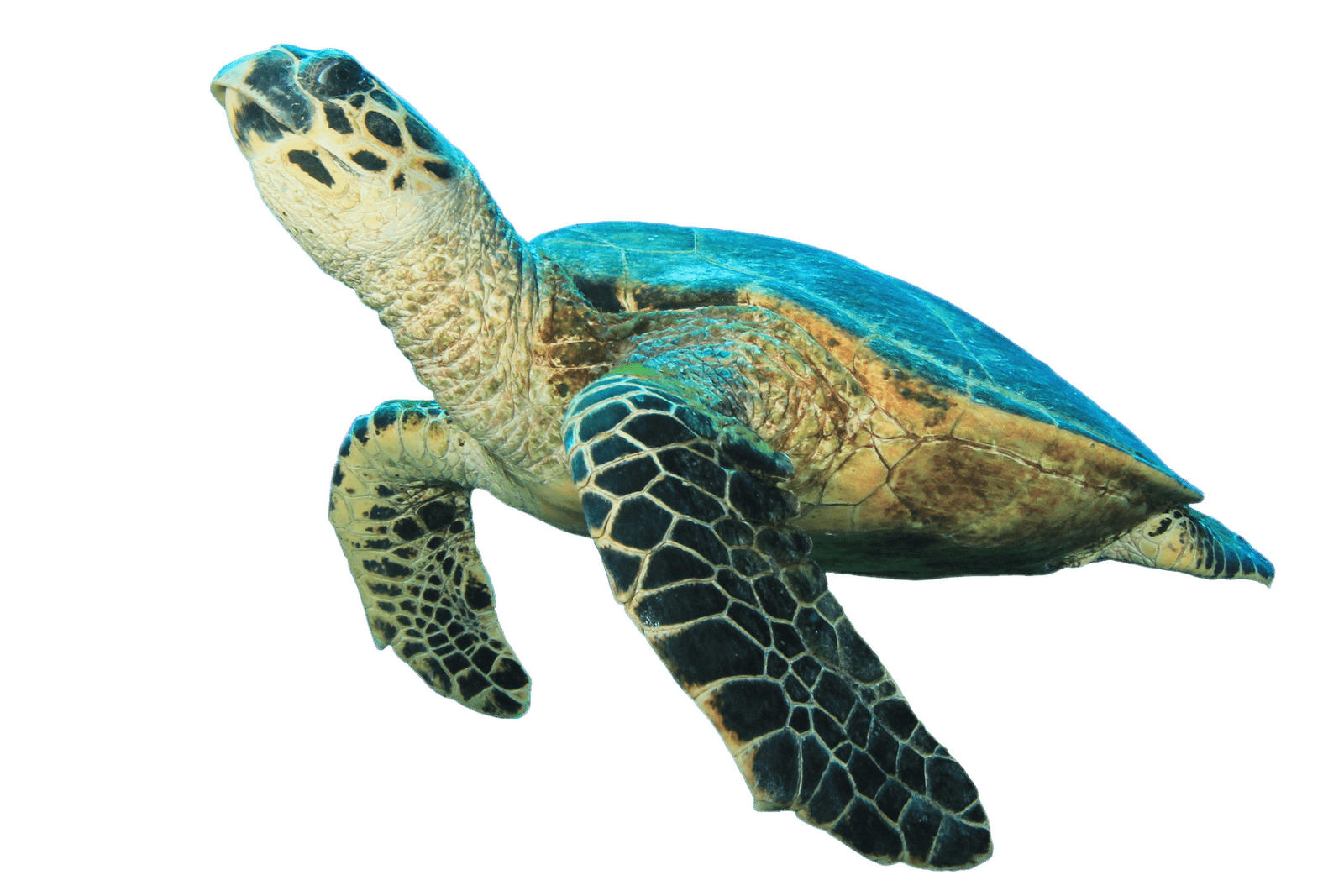 Sea turtle prehistoric turtle clipart transparent stick