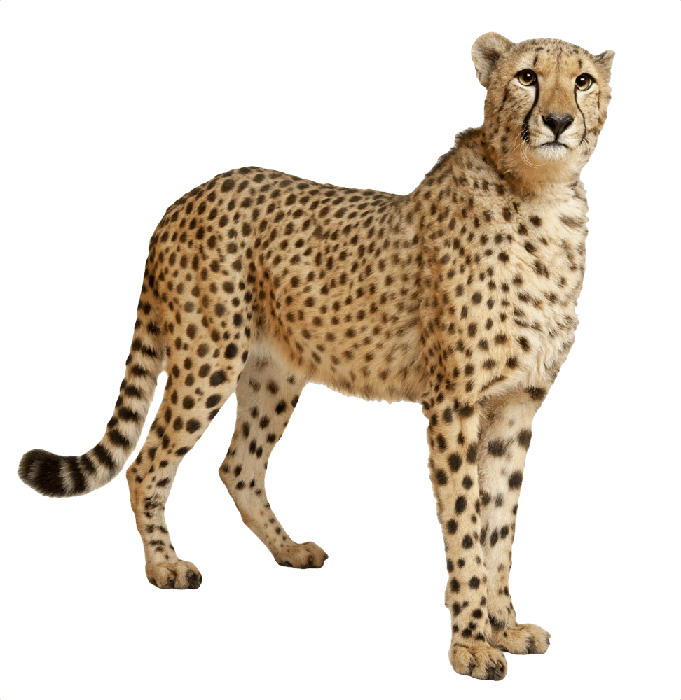 Cheetah still transparent stick clip art