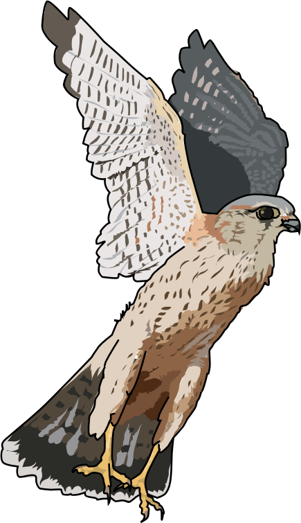 Cooper'hawk clipart falcon pencil and inloroper'hawk