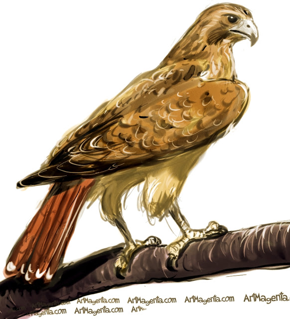 Falcon clipart red tailed hawk pencil and inlor falcon 2
