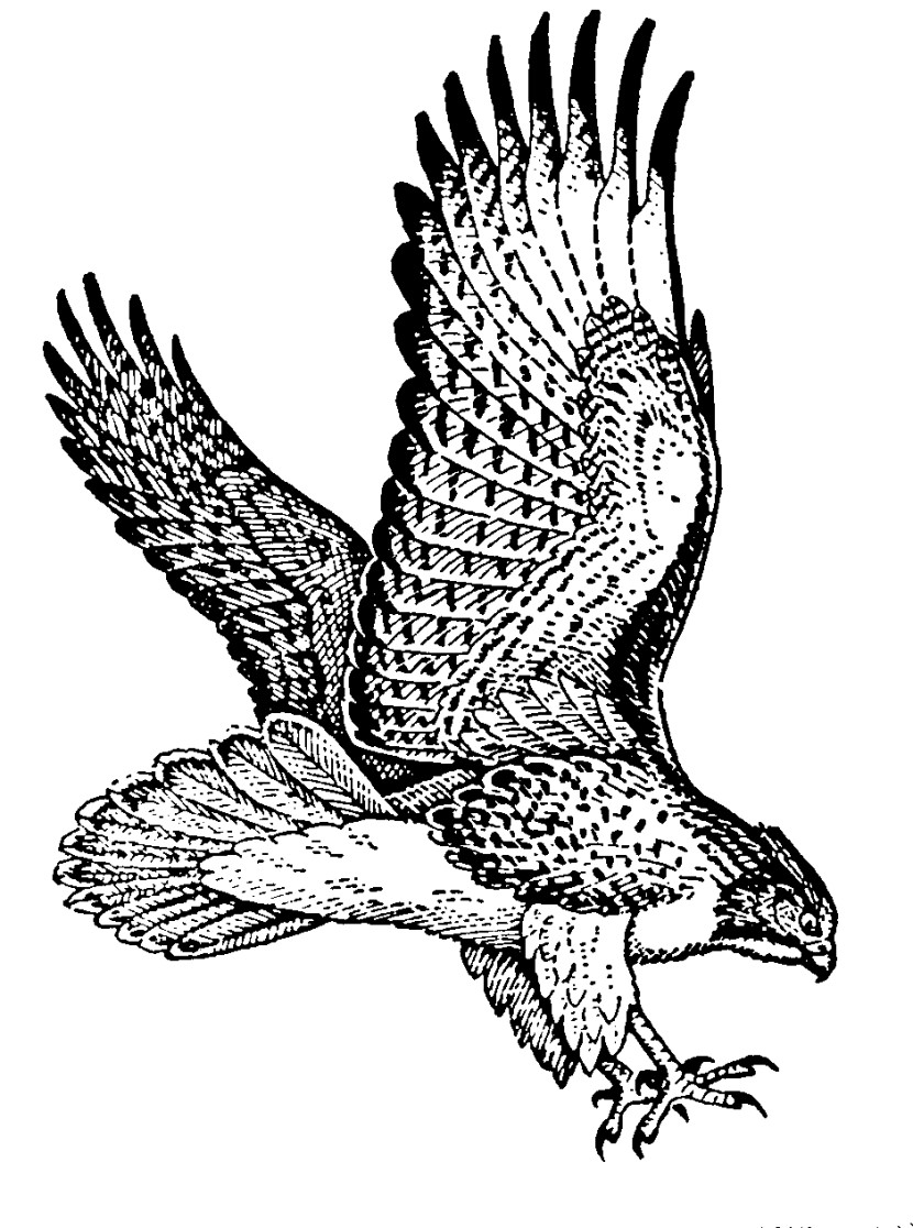Hawk clipart 3