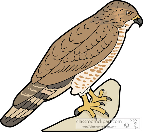Hawk clipart 8
