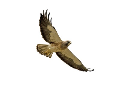 Hawk clipart free images 3 image