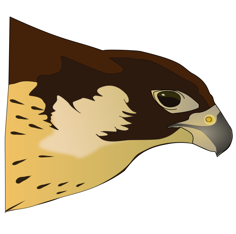 Hawk clipart free images image