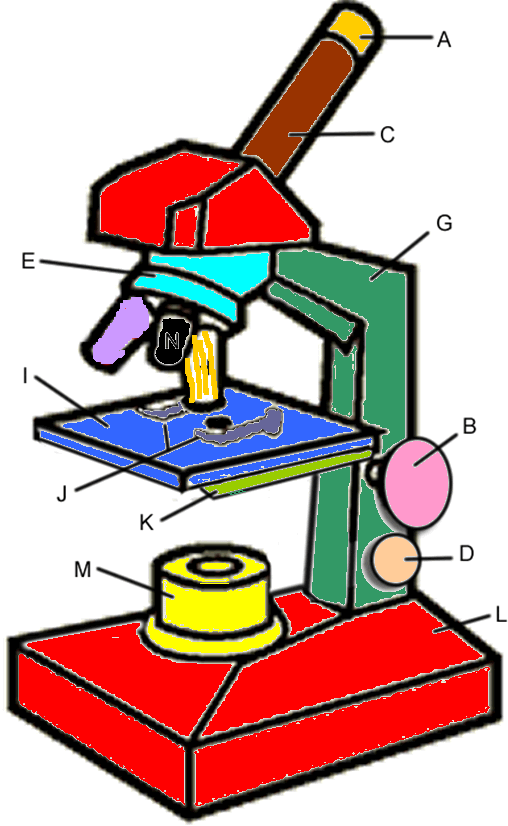 Microscope clip art pieces clipart free download