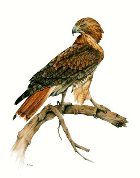 Red tailed hawk clipart art pencil and inlor red hawk