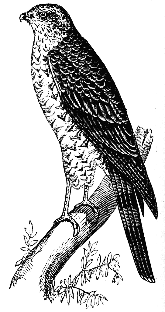 Red tailed hawk clipart free images 2 clipartix