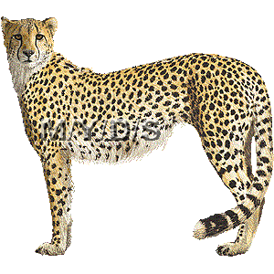 Top cheetah clip art free clipart image 2