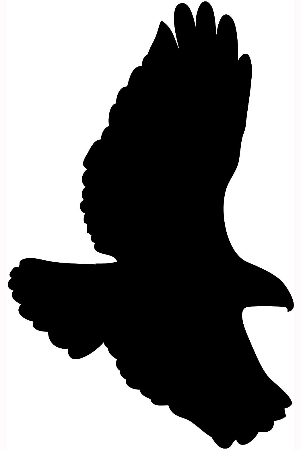 Top hawk clipart black and white bird silhouettes flying photos