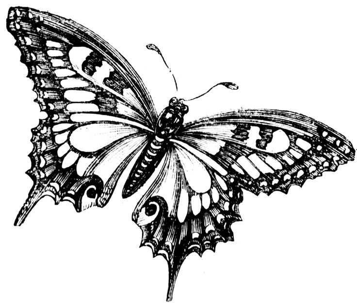 butterfly black And white vintage butterfly clipart jpg
