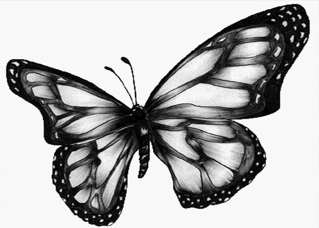 butterfly black Butterfly images black and white free download clip art gif