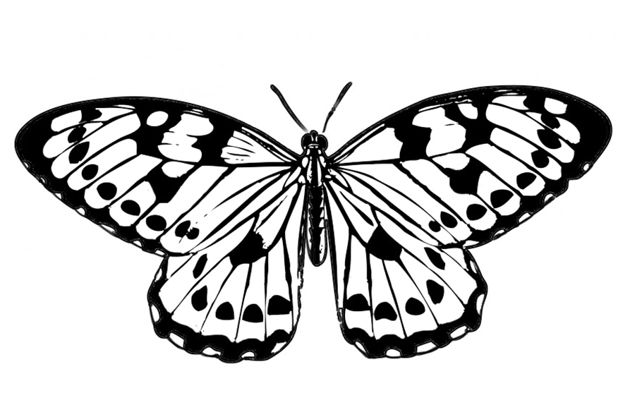 butterfly black Butterfly clipart jpg