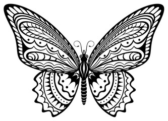 Drawn butterfly black and white pencil inlor drawn jpg