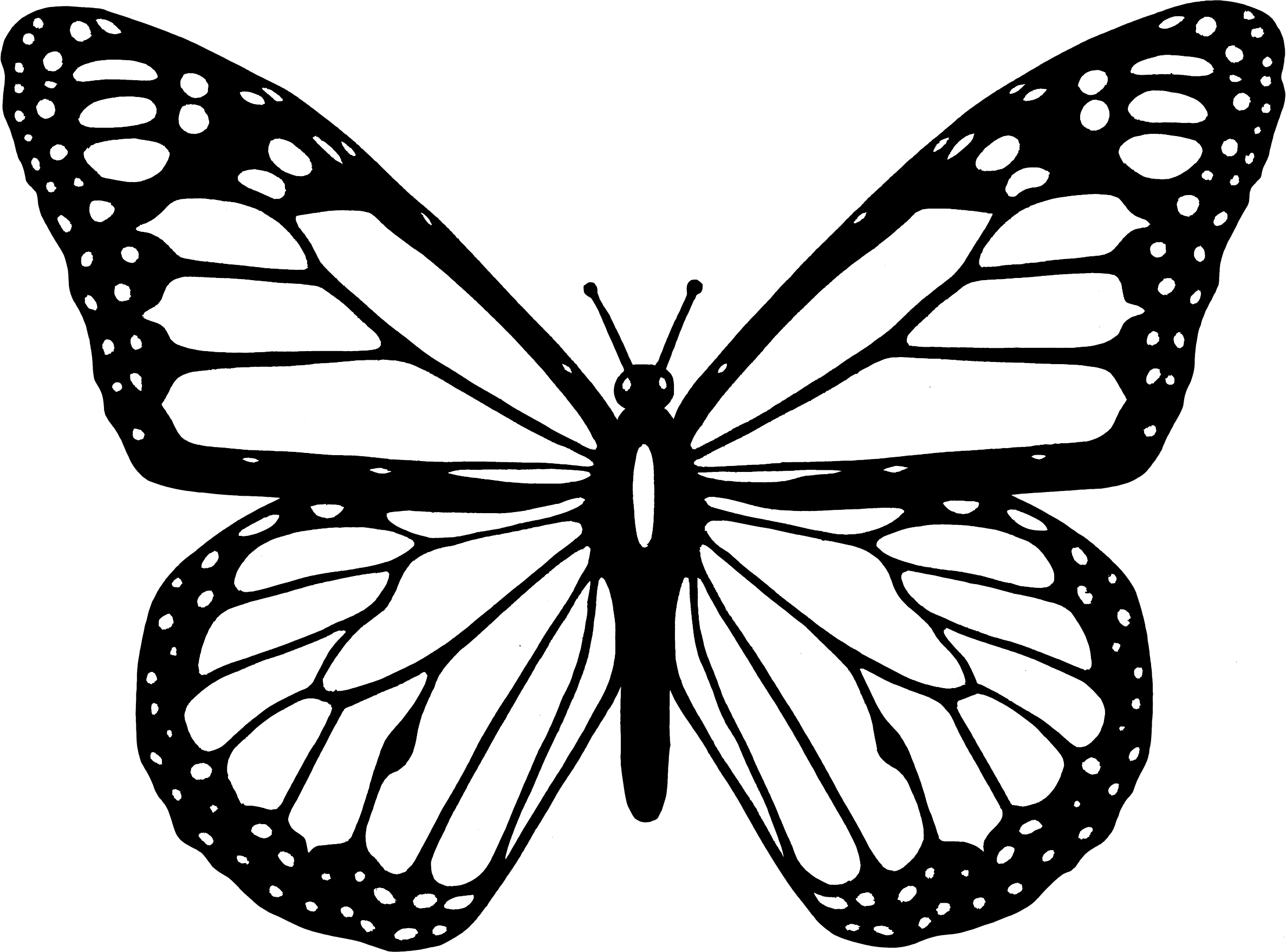Butterfly black and white clipart butterfly png