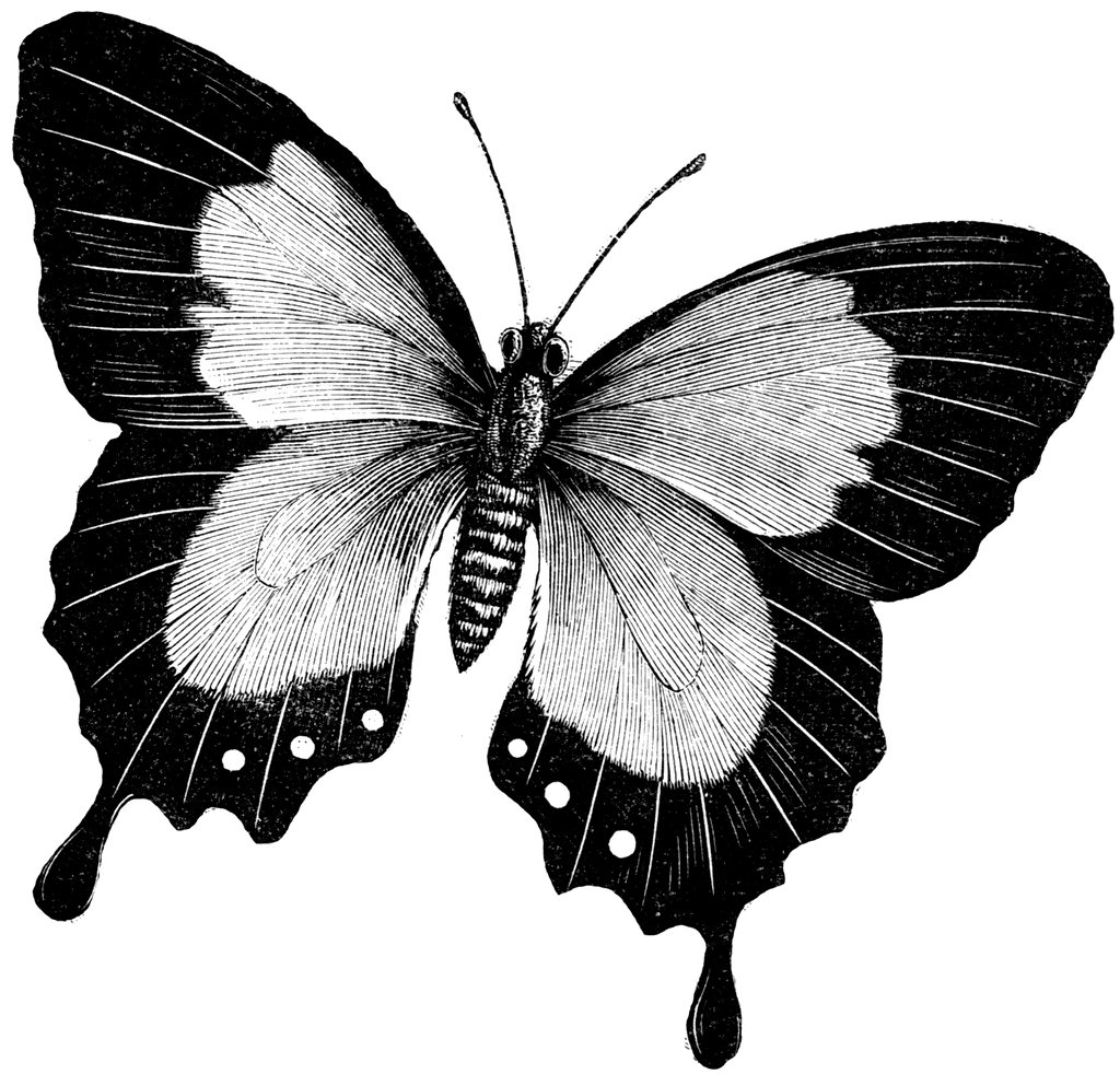 butterfly black Butterfly art drawings butterfly clipart etc gif