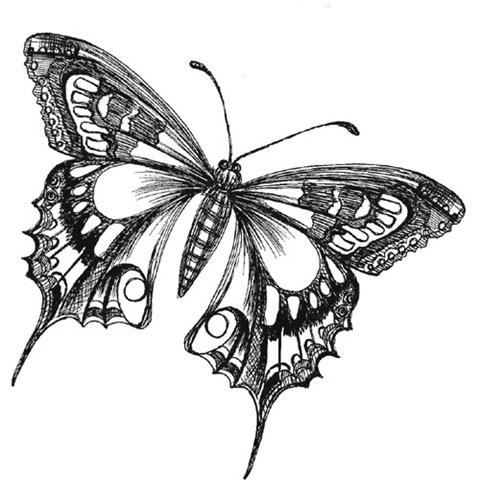 butterfly black Butterfly drawings black and white butterfly drawing image jpg