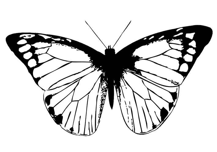 butterfly black Butterfly clipart png