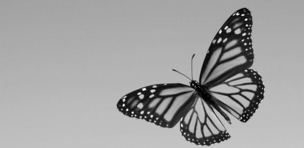 Nice monarch butterfly black and white tattoo stencil jpg