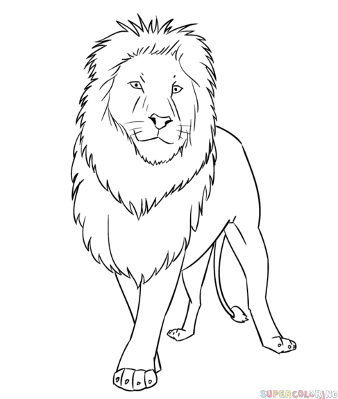 How to draw a cartoon lion step by step drawing tutorials png