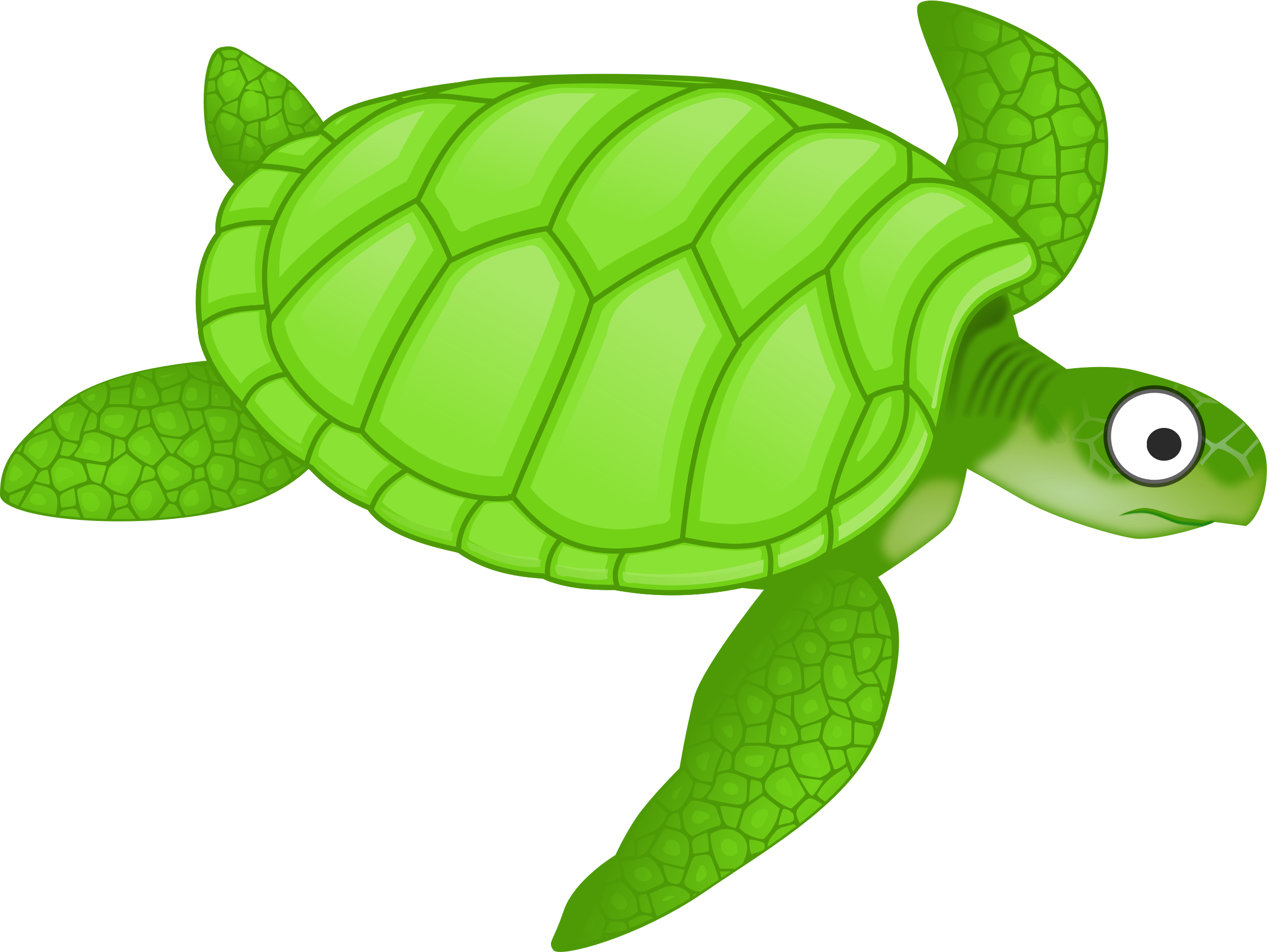 Clipart cartoon turtle 2 png