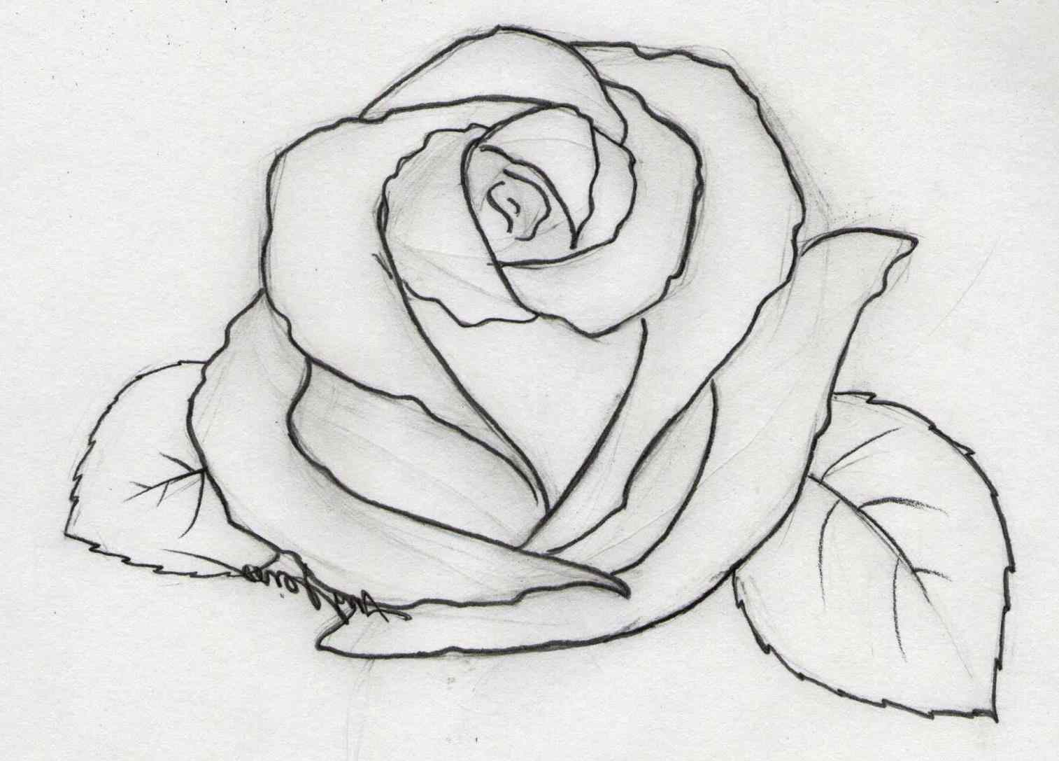 Pencil drawing rose flowers easy flower drawings in jpg