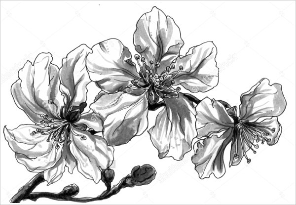 Flower drawings free  jpg
