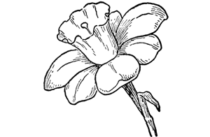 flower drawing Drawing of a flower jpg