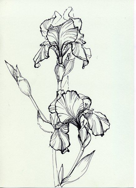 Flower drawings ideas on sketches jpg