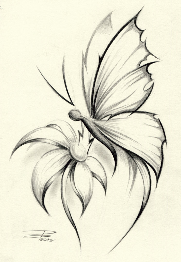 Butterfly on flower drawings in pencil drawing of sketch jpg