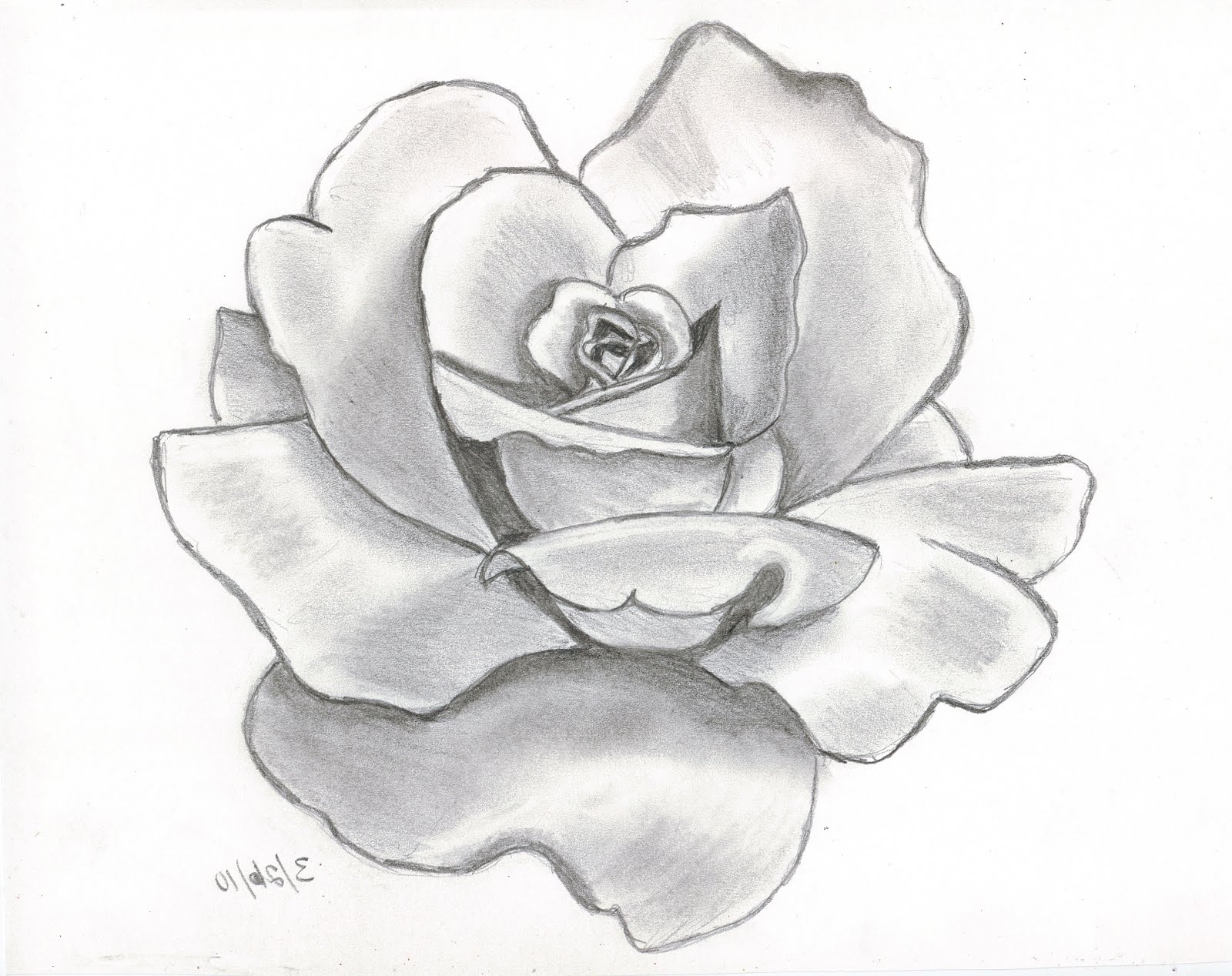 Flower drawing rose drawing a rose flower easy of jpg