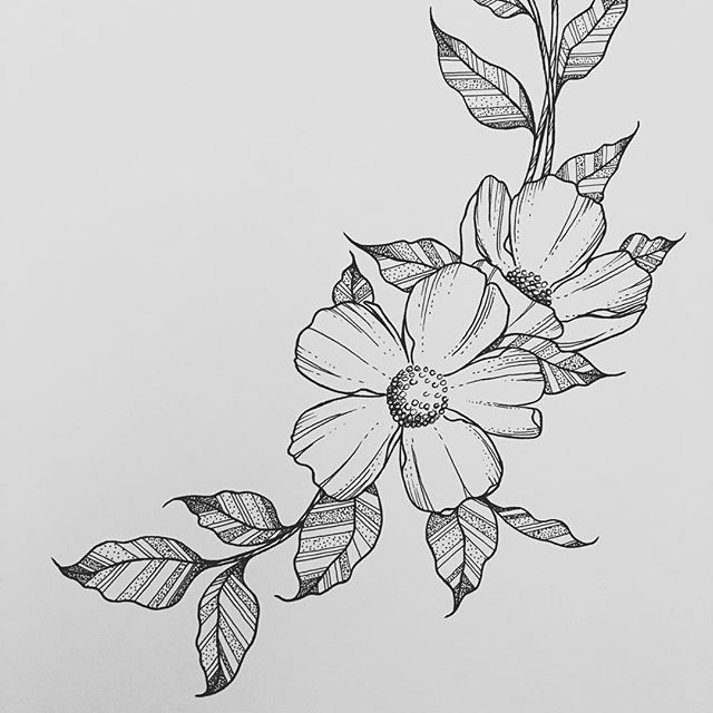 Pictures of flowers to draw flower drawings ideas on jpg