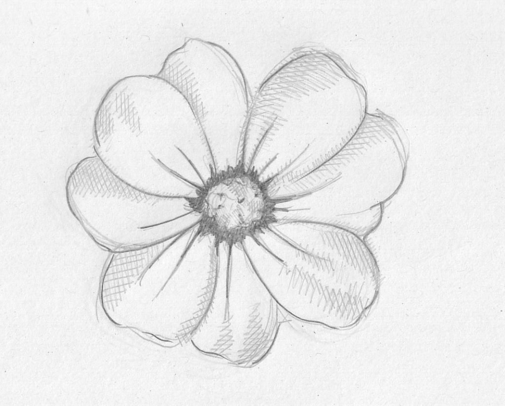 Flower drawings related keywords suggestions long jpg