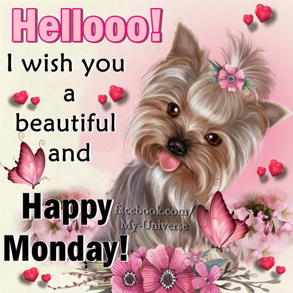 happy monday images Butterflies dog flowers happy monday hearts pink yorkshire jpg