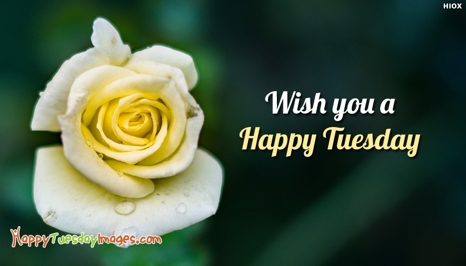 Wish you a happy tuesday happytuesdayimages jpg