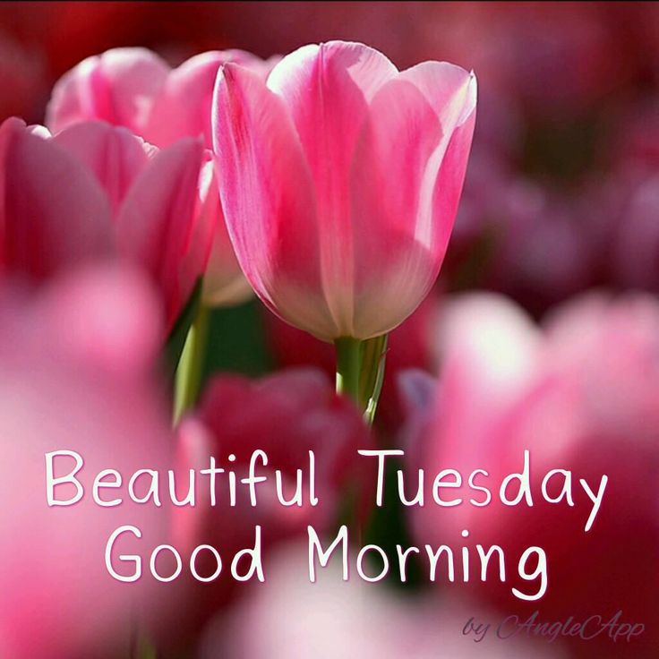 happy tuesday Tuesday greeting cards greetings ideas on jpg