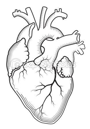 Anatomical heart drawing ideas on jpg