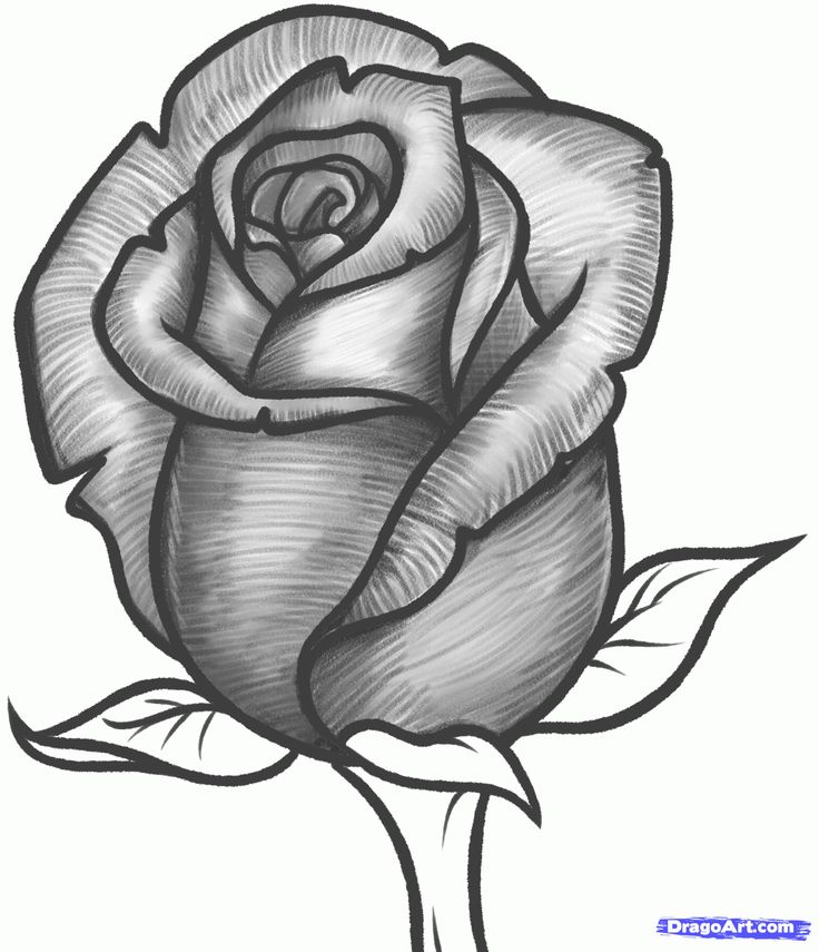 Images of rose drawings jpg