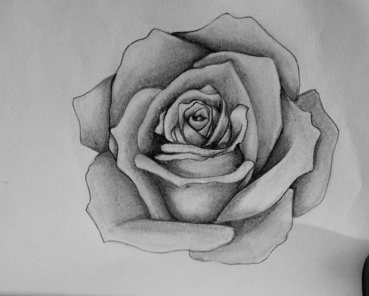 Rose drawing discovered by alberte dons on we heart it jpg