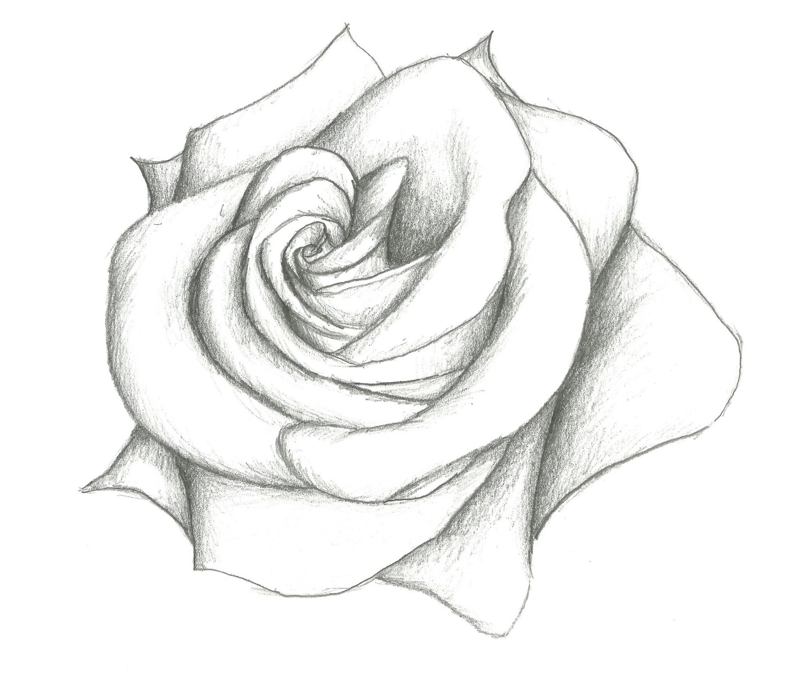 rose drawing Drawn rose pencil for kid pencil and inlor drawn jpg