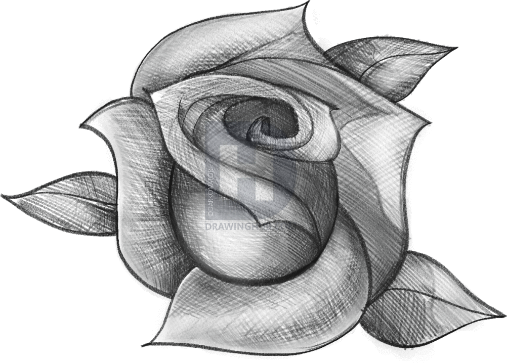 rose drawing How to sketch a rose step by drawing guide darkonator gif