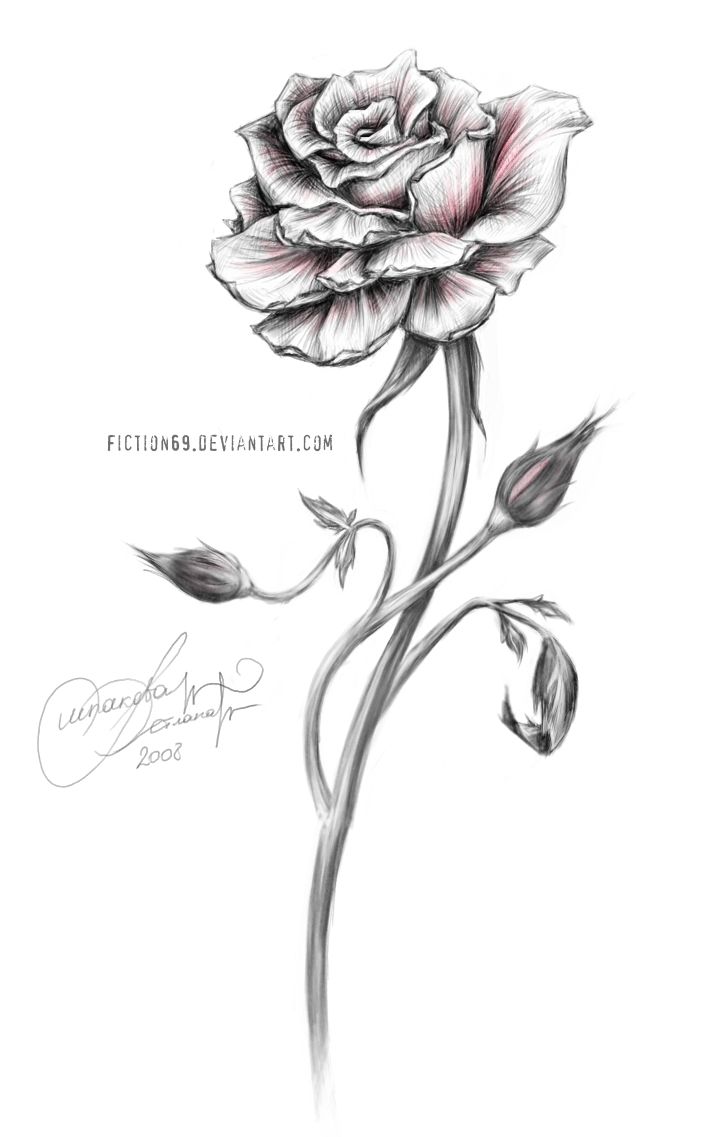The rose drawing simple ideas on jpg 2