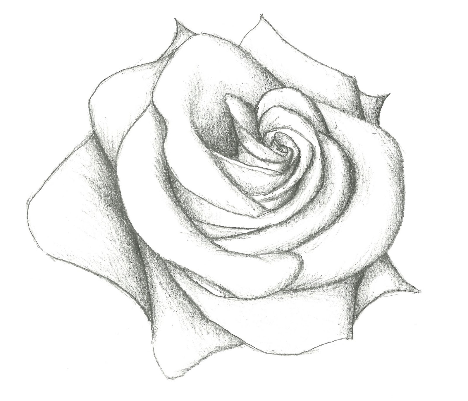 rose drawing Drawn hearts big rose pencil and inlor drawn jpg