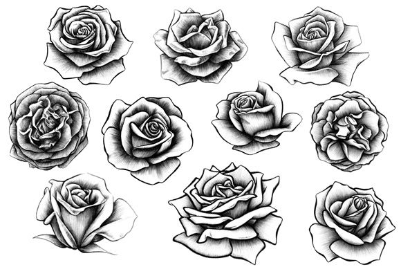 rose drawing Rose illustrations illustration and jpg